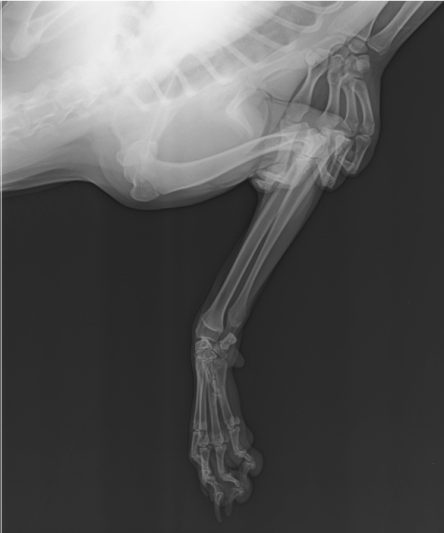 Dog Forelimb