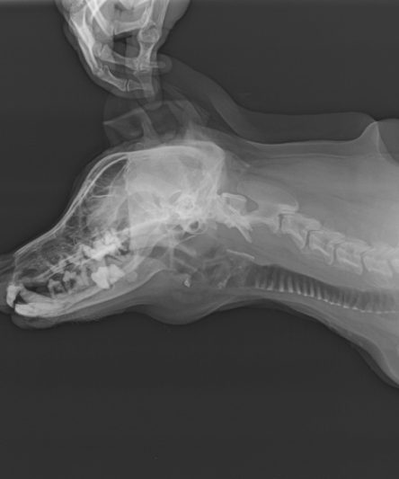 Normal Facial Xray Dog