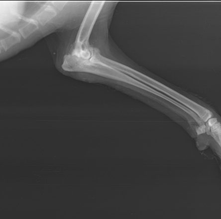 Normal Forelimb Dog